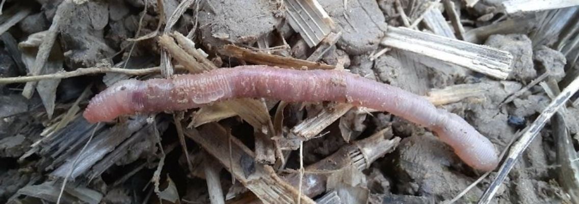 fittosize_600_0_d6d6469b2b0c301267ef0237c3ca0f7b_helodrilus_bavaricus_adultes_tier_mit_clitellum_foto_von_roswitha_walter_nov._2024_lfl.jpg