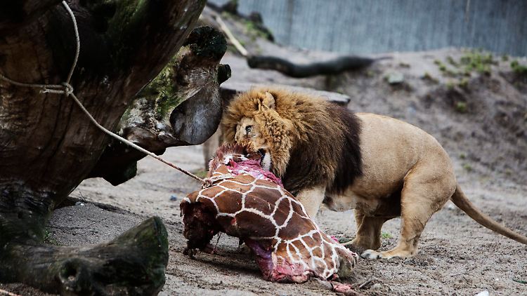 Als 2015 im Kopenhagener Zoo der Giraffenjunge "Marius" getötet und verfüttert wurde, folgte eine heftige Debatte.