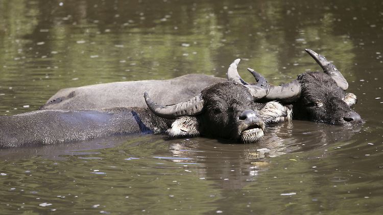 Die übrigen Tiere der Wasserbüffelherde werden nun getötet.