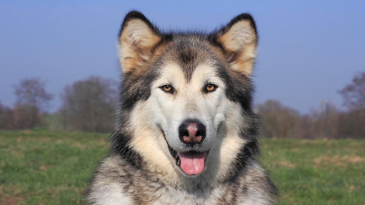 Eine Hündin der Rasse Alaskan Malamute auf einem Symbolbild.