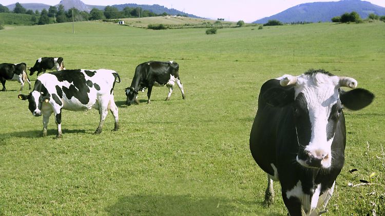 Die Milch von Kühen kann gegen Krebs helfen, anders als ihr Fleisch.