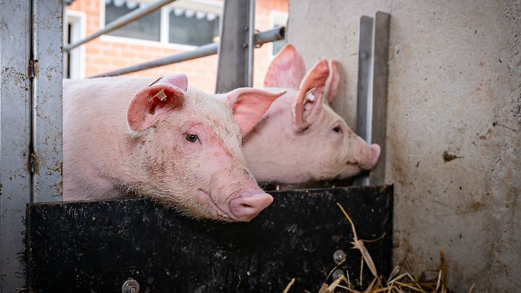 In Südkorea gerade nicht gerne gesehen: deutsche Schweine.