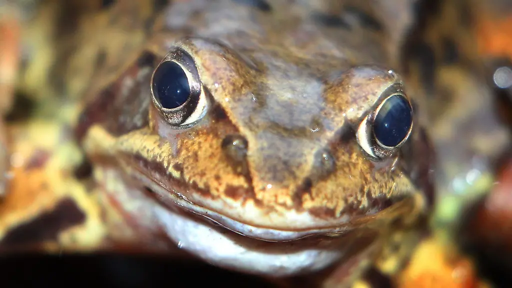 Ein-Grasfrosch-sitzt-in-einem-Wald-auf-dem-Boden