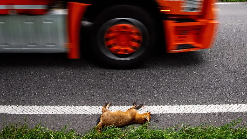 Ein-angefahrener-junger-Fuchs-liegt-tot-am-Strassenrand