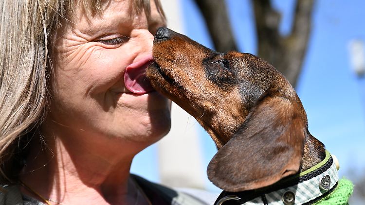 Der enge Kontakt mit Hunden birgt gewisse Risiken, sagen US-Forschende.