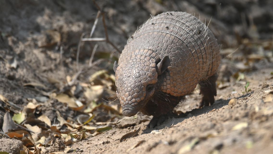Beim "Zootier des Jahres" geht es um den Artenschutz.