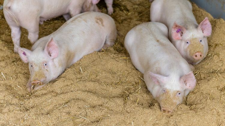Deutsches Schweinefleisch ist eine beliebte Ware - auch im Ausland. 