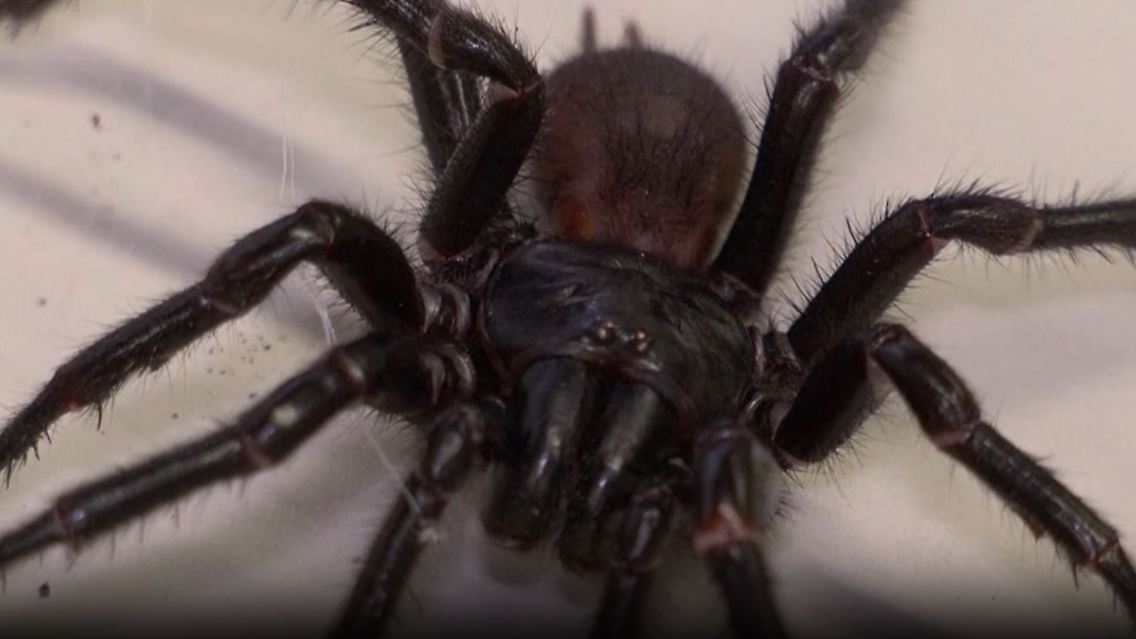 Spinne_Big_Boy.JPG