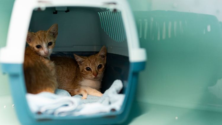 Immer wieder besorgten sich Menschen Tiere zur falschen Zeit, auch über Internet-Plattformen, sagt der niedersächsische Tierschutzverband. (Symbolbild)