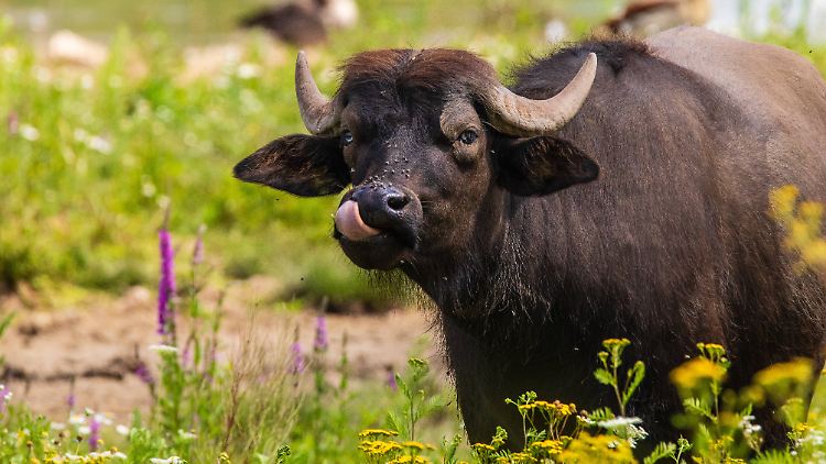 Drei Wasserbüffel in Brandenburg starben nach der Infektion mit MKS.