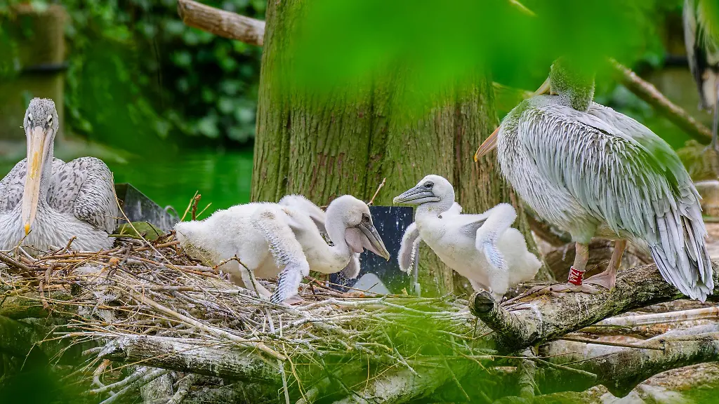 Zwei-Roetelpelikankueken-in-einem-Nest-im-Zoo-Im-Zoo-Duisburg-gibt-es-Nachwuchs-auf-der-Pelikaninsel