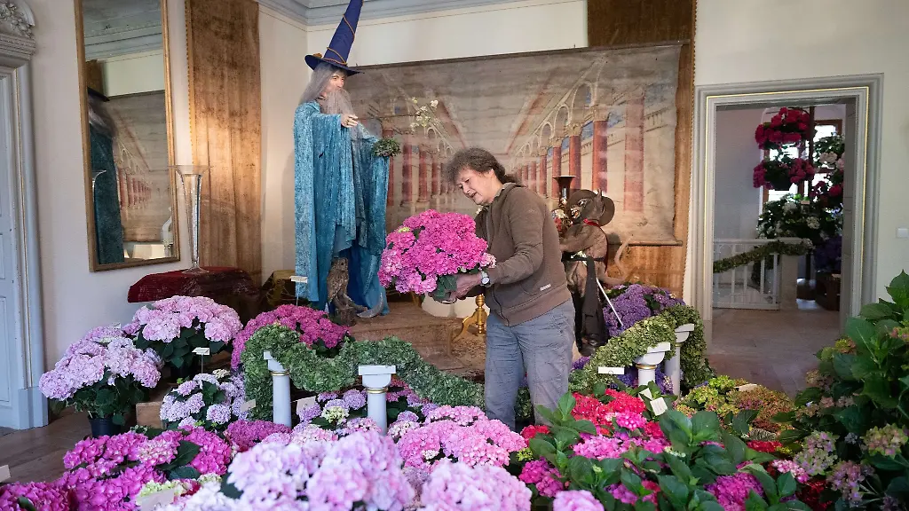 Gaertnerin-Marion-Riede-sortiert-im-Landschloss-Zuschendorf-verschiedene-Hortensien