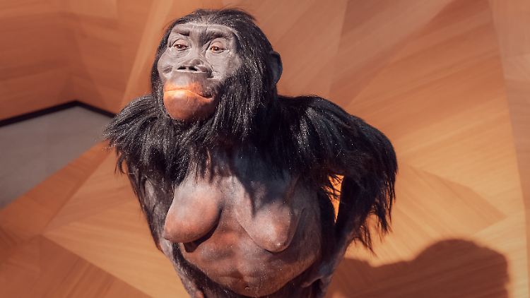 Modell eines Australopithecus-Weibchens im Neanderthal-Museum bei Düsseldorf - vor allem Pflanzen standen bei diesen Homininen wohl auf dem Speiseplan.