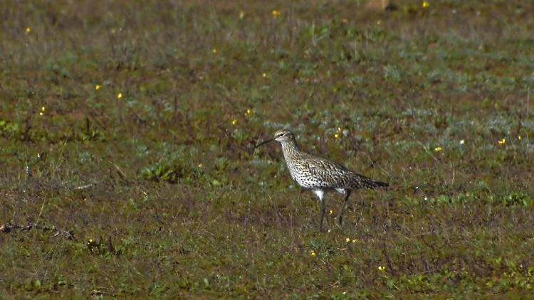 Es ist laut dem Nabu das erste Mal in der Neuzeit, dass eine Vogelart des europäischen Festlandes ausstirbt.