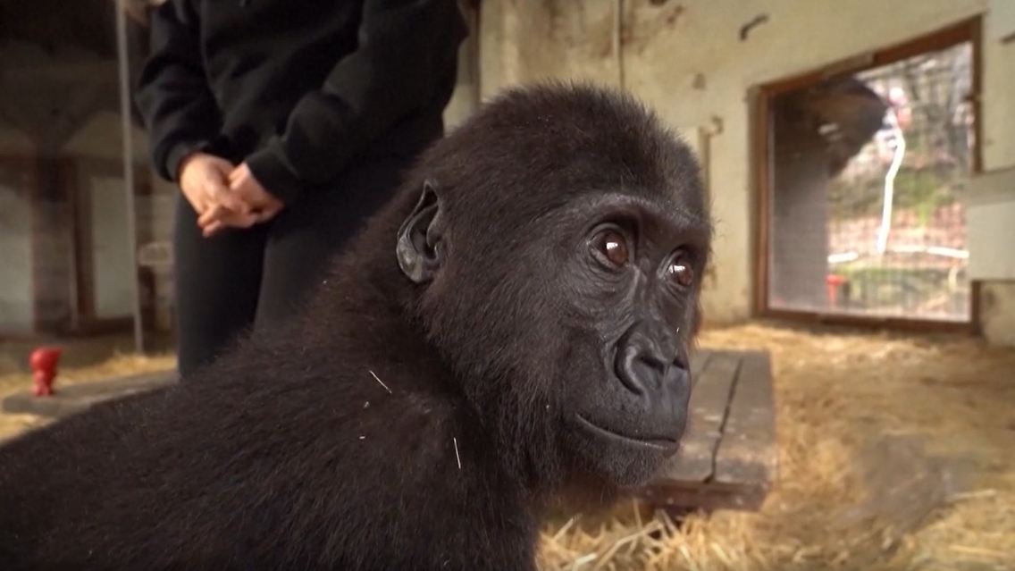 gorilla.jpg