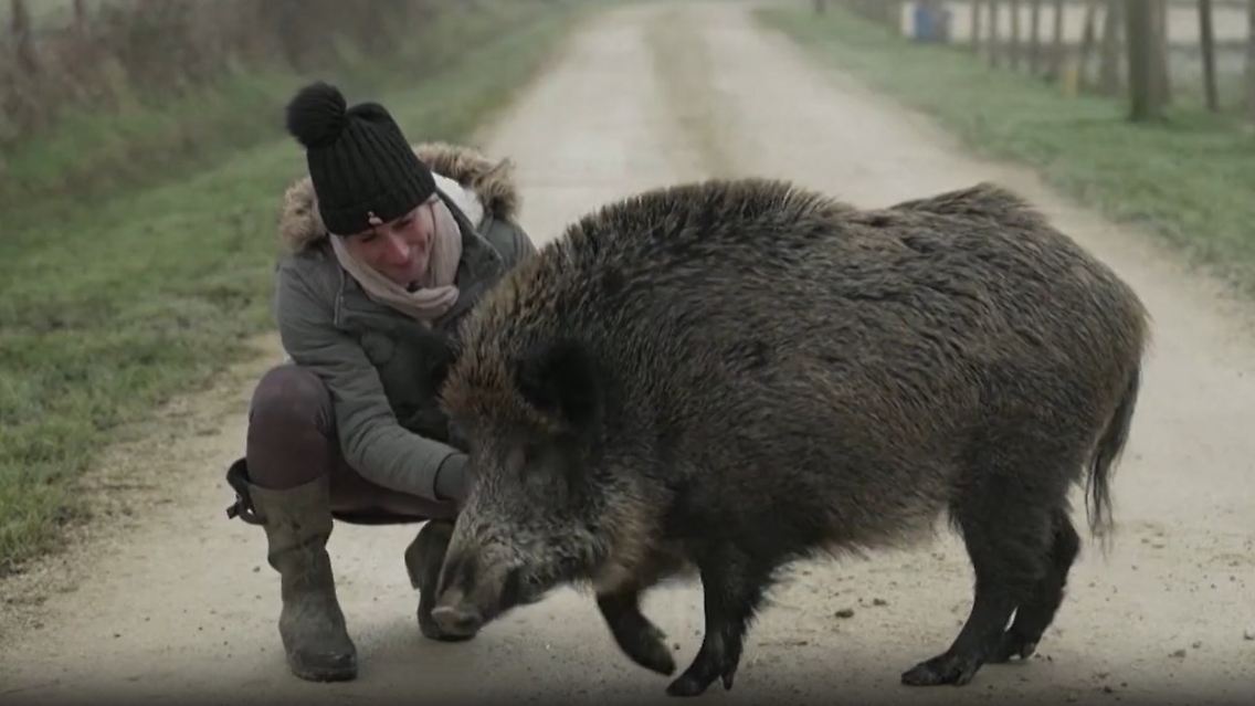 wildschwein02.jpg