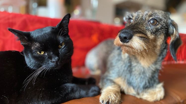 Die Bombaykatze Aramis und Zwerggrauhaardackel Lilli bei ihren Besitzern auf Norderney.