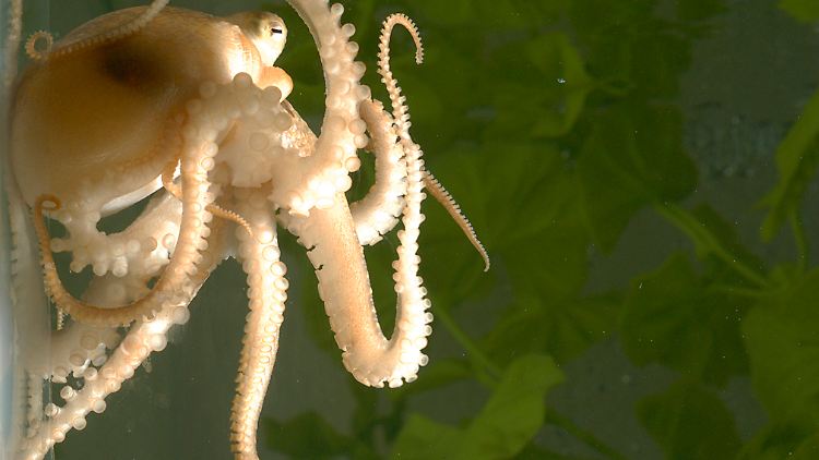 Ein Kalifornischer Zweifleckoktopus hält sich mit seinen Saugnäpfen an einer Aquarienwand fest.