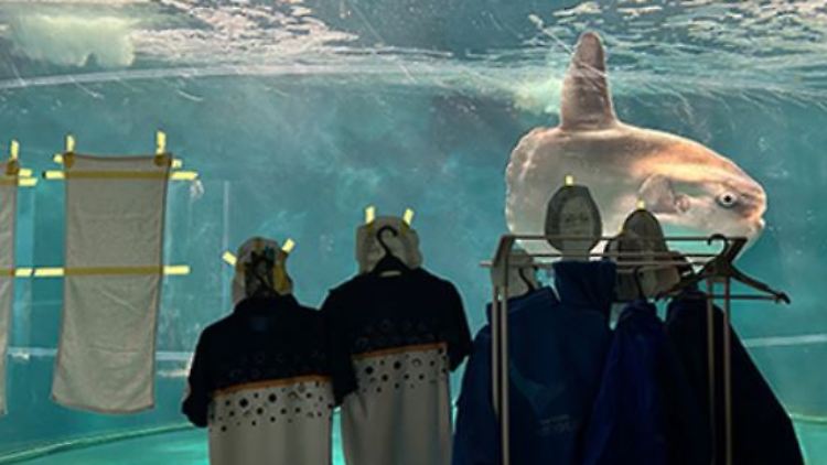 Die kreative Idee scheint den Mondfisch zu trösten.