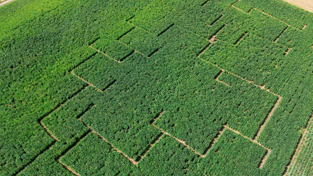 Im-Silphie-Feld-befindet-sich-ein-begehbares-Labyrinth