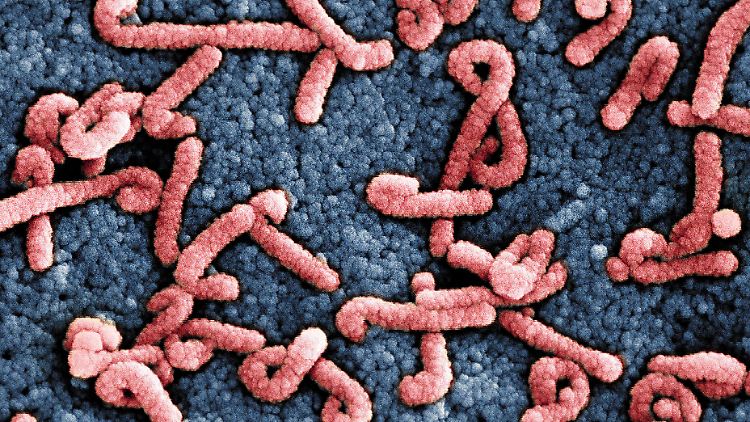 Das Marburg-Virus hat eine Sterblichkeitsrate von mindestens 23 Prozent.