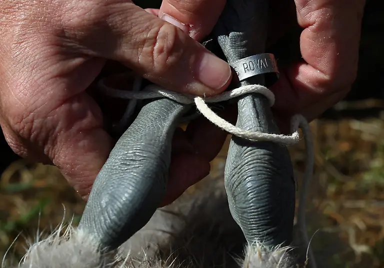 da0bfc89d333d55bc424b186ba12bf66