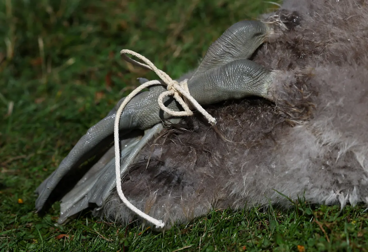 dca7d2c1e16c066f6a9c03f4798699f6