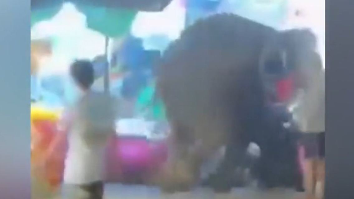 Elefant in Thailand.jpg