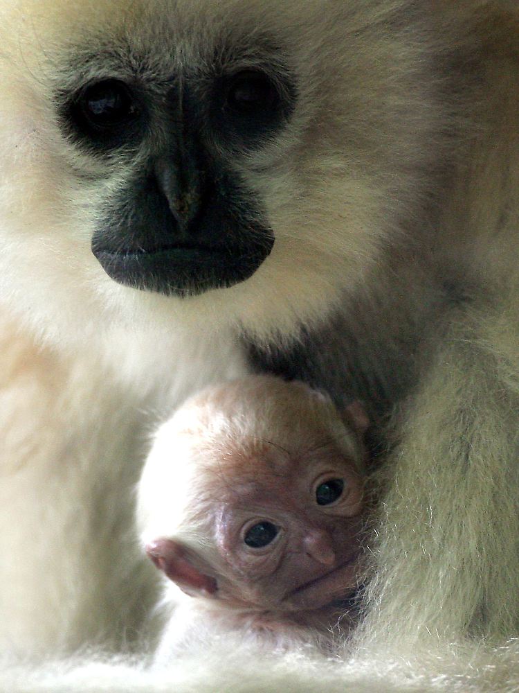 Schopfgibbons im Zoo im brandenburgischen Eberswalde.