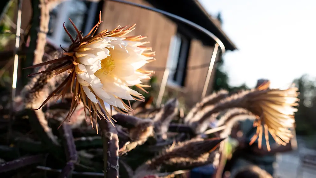 Blueten-der-Koenigin-der-Nacht-Selenicereus-grandiflorus-gehen-im-Abendlicht-auf