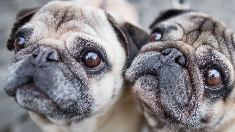 Die beiden Hunde der verstorbenen Frau (nicht im Bild) wurden nach dem Vorfall in ein Tierheim gebracht.