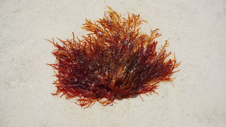 Carrageen kommt in Rotalgen vor.