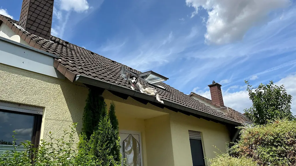 Ein-Hund-ist-aus-einem-Dachfenster-geklettert-und-hat-bis-zu-seiner-Rettung-auf-einer-Dachrinne-ausgeharrt