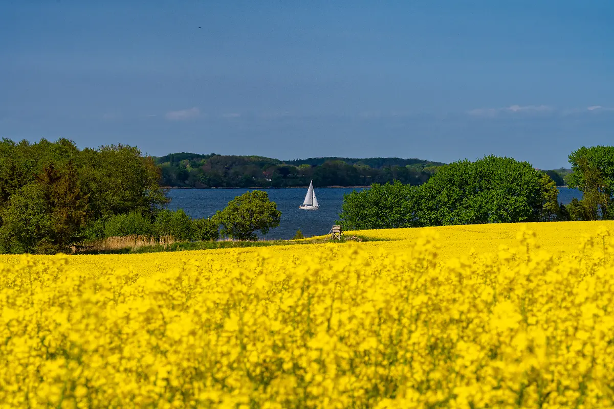 Rapsbluete-Schlei-22-2827-S-160