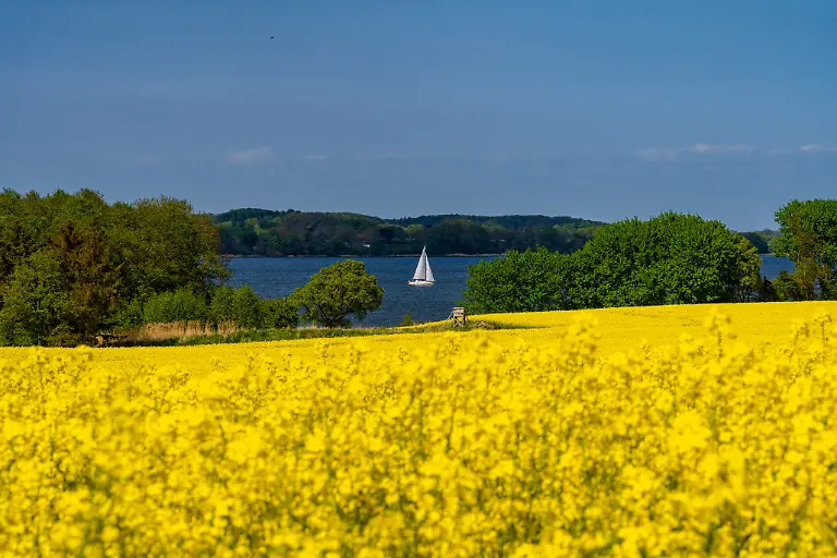 Rapsbluete-Schlei-22-2827-S-160