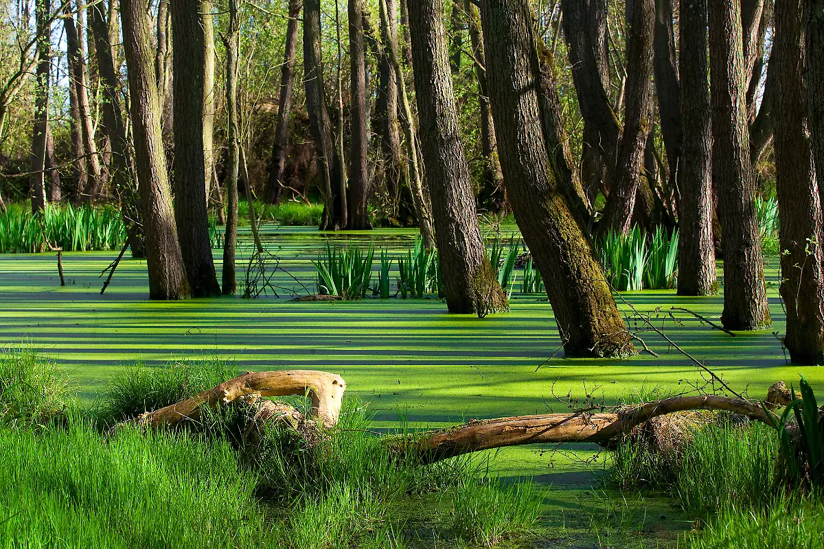 mauritius-images-12477135