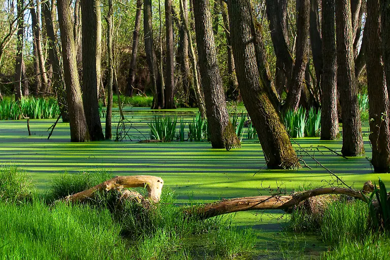 mauritius-images-12477135