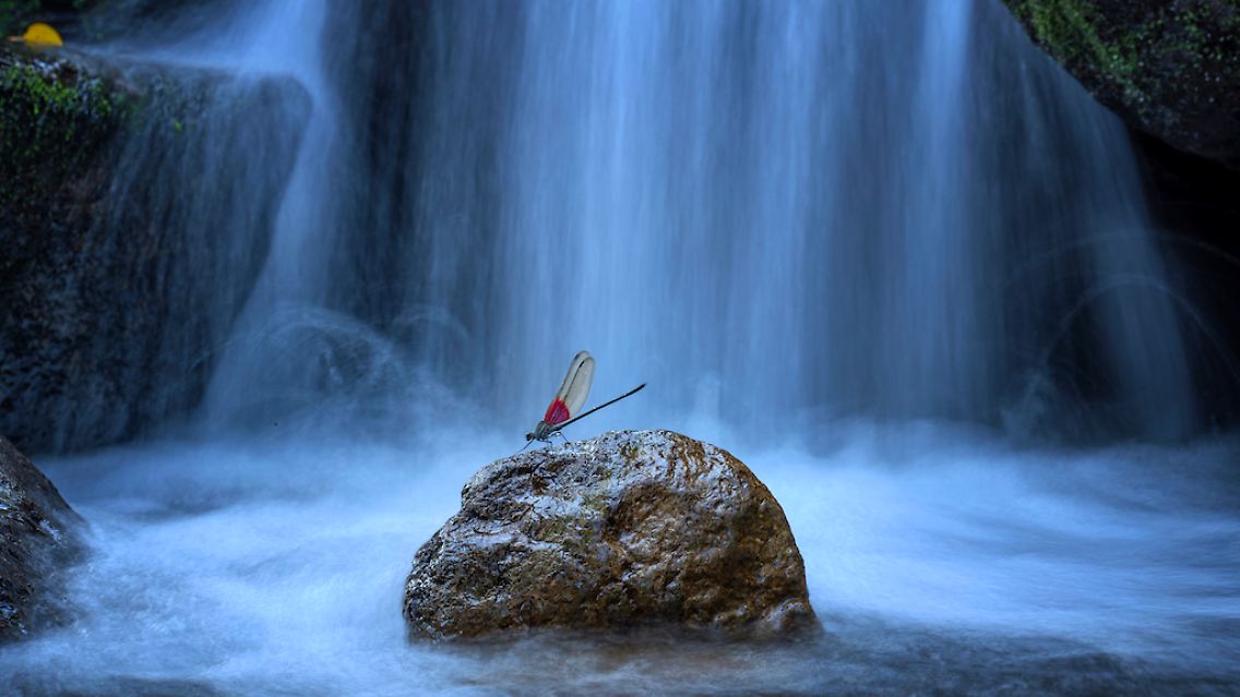 ... und mit einer Prachtlibelle. Als Yong Miao sie im Tianmushan-Naturschutzgebiet in China entdeckte, "schien die Zeit stillzustehen". Um es nicht aufzuschrecken, tauchte der Fotograf ins Wasser und kroch langsam auf das zarte Wesen zu. Der volle Körpereinsatz bring ihm den Sieg in der Kategorie "Schmetterlinge und Libellen".