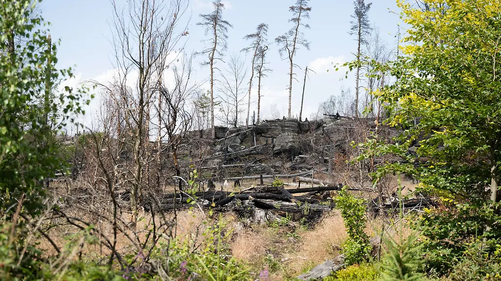 Blick-auf-Waldbrandflaechen-im-Nationalpark-Saechsische-Schweiz