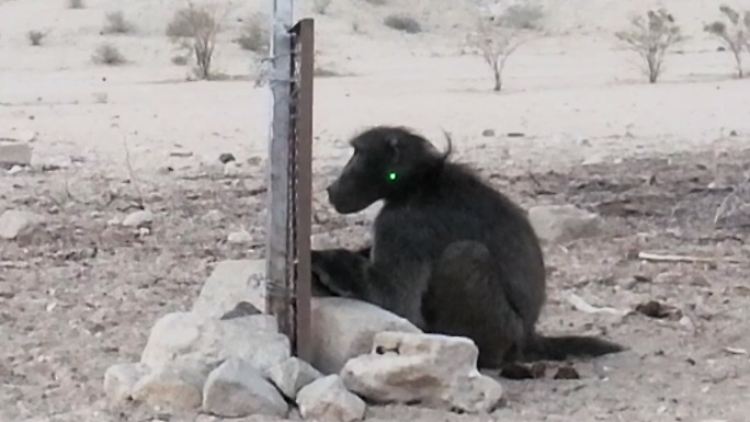 Laserpointer im Gesicht - die meisten der beobachteten Tiere ließen sich davon nicht aus der Ruhe bringen.