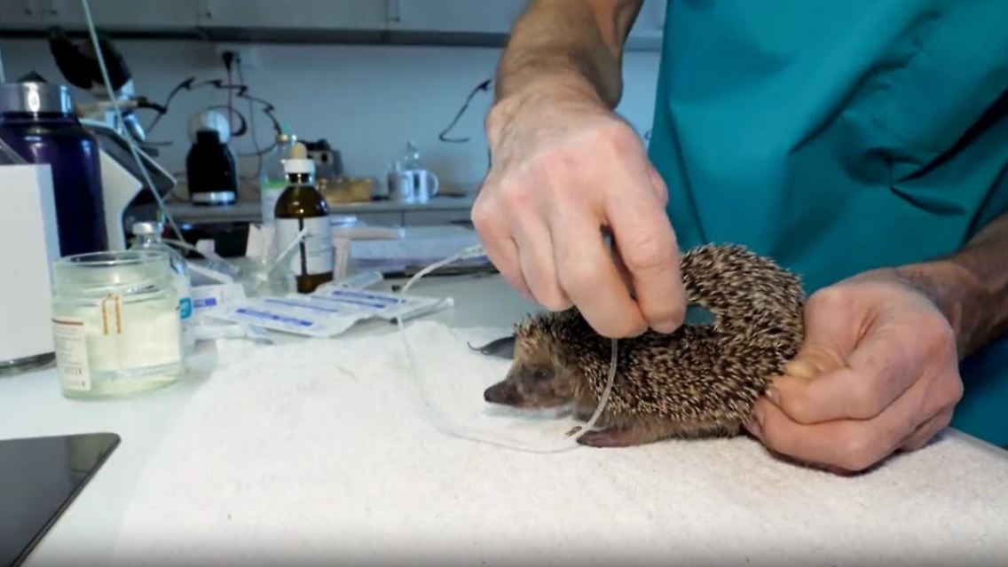 igel .jpg