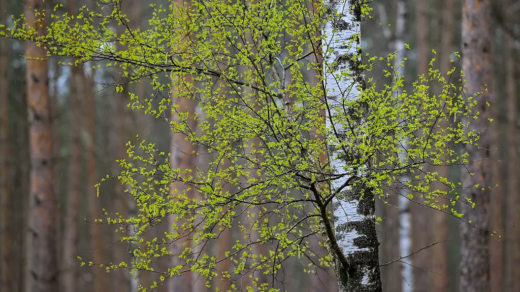 Zartes-Gruen-junger-Blaetter-leuchtet-an-einer-Moor-Birke