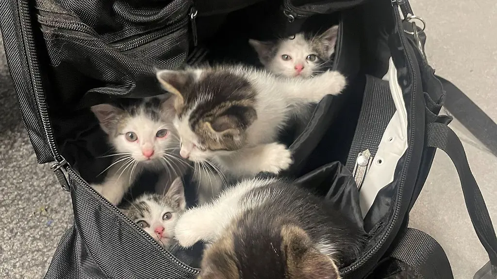 Katzenbabys-in-einer-Polizeitasche