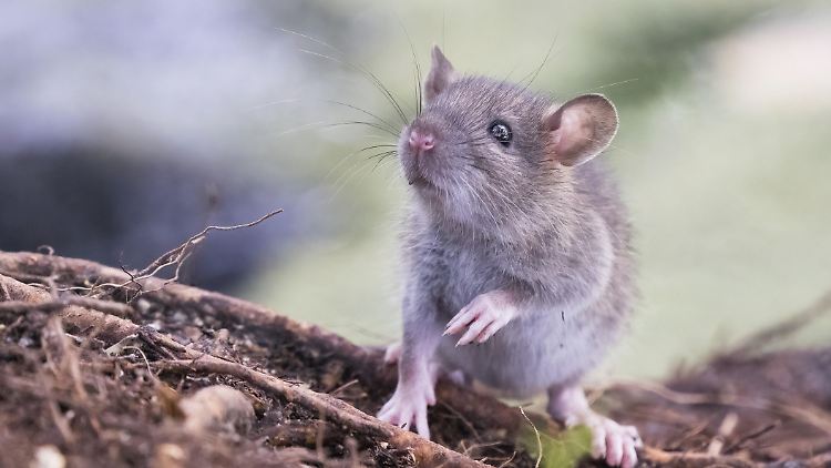 Eine Wanderratte (Rattus norvegicus).