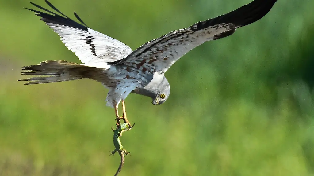 Eine-Wiesenweihe-hat-eine-Eidechse-in-einer-Wiese-erbeutet