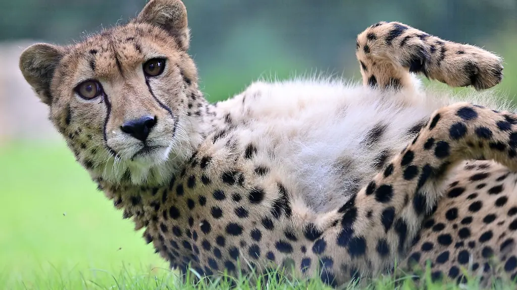 Eine-Gepardendame-liegt-in-der-neuen-Gepardenanlage-im-Zoopark