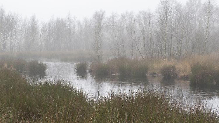 Moorlandschaft im Emsland: 95 Prozent der Moorlandschaften in Deutschland sind mittlerweile zerstört.