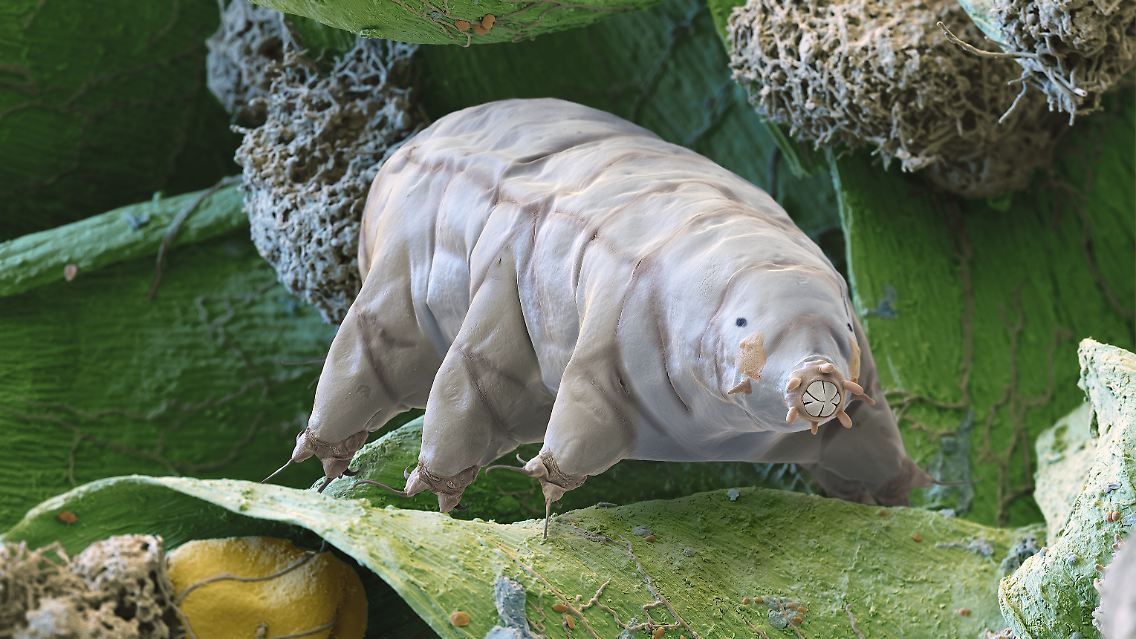 Noch relativ bekannt dürfte das Bärtierchen sein. Die meist weniger als einen Millimeter großen, achtbeinigen Wesen sind wahre Überlebenskünstler. Sie haben die Fähigkei in einen todesähnlichen Zustand, die so genannte Kryptobiose, zu verfallen und so auch widrigsten Umständen zu trotzen.
