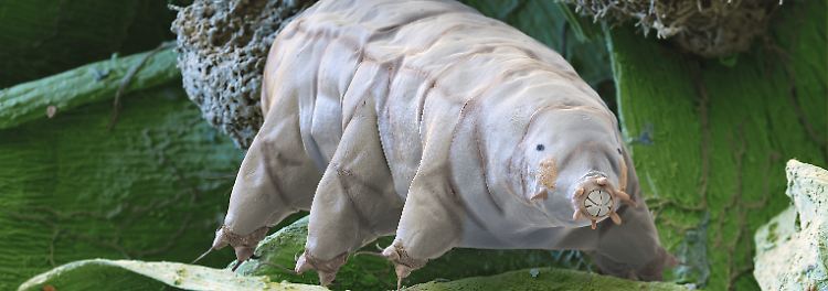 Noch relativ bekannt dürfte das Bärtierchen sein. Die meist weniger als einen Millimeter großen, achtbeinigen Wesen sind wahre Überlebenskünstler. Sie haben die Fähigkei in einen todesähnlichen Zustand, die so genannte Kryptobiose, zu verfallen und so auch widrigsten Umständen zu trotzen.  