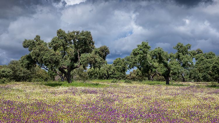Eine blühende Wiese mit Steineichen in Spanien.